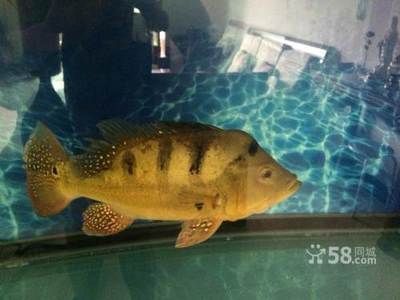 龍魚買賣平臺(tái)有哪些網(wǎng)站，尋找龍魚買賣平臺(tái)時(shí)