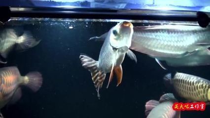 龍魚嘴巴裂縫了（如何處理龍魚嘴巴裂縫）