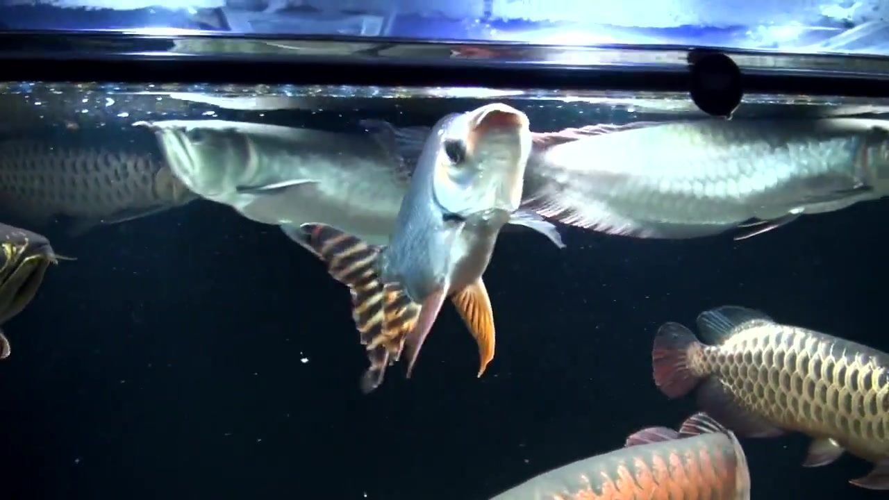 龍魚嘴巴裂縫了（如何處理龍魚嘴巴裂縫）