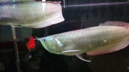 龍魚嘴巴裂縫了（如何處理龍魚嘴巴裂縫）