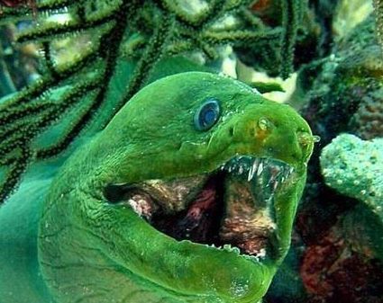 龍魚嘴巴裂縫了（如何處理龍魚嘴巴裂縫）