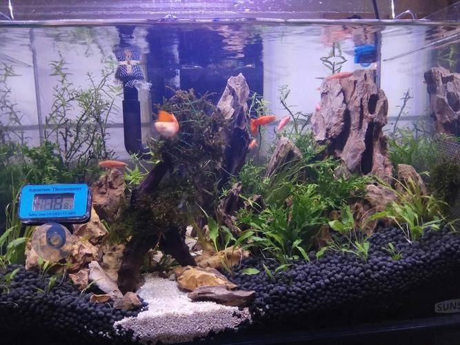 過背金龍魚缸燈光擺放示意圖