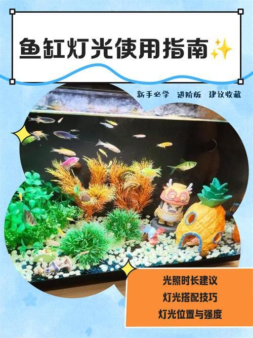 過背金龍魚缸燈光擺放示意圖