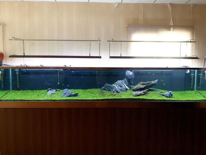 過背金龍魚缸燈光擺放示意圖