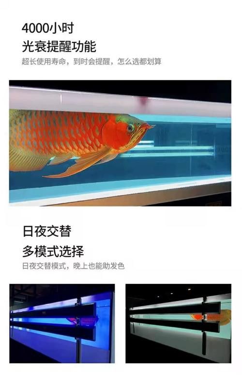 過背金龍魚缸燈光擺放示意圖