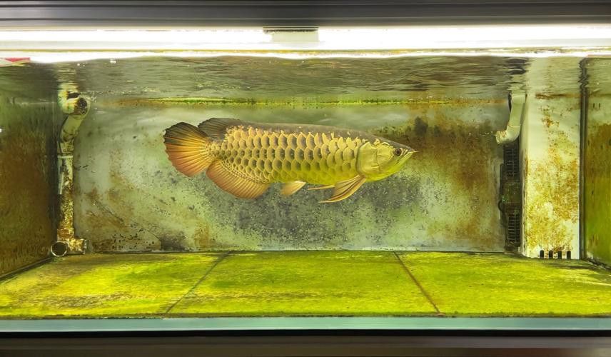 過背金龍魚缸燈光擺放示意圖