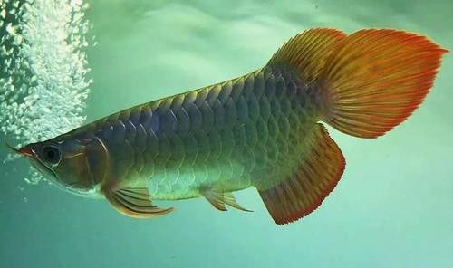 過背金龍魚缸燈光擺放示意圖