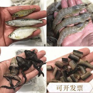 小河蝦跟蝦段哪個(gè)適合龍魚(yú)（小河蝦可以作為龍魚(yú)的合適食物嗎？）