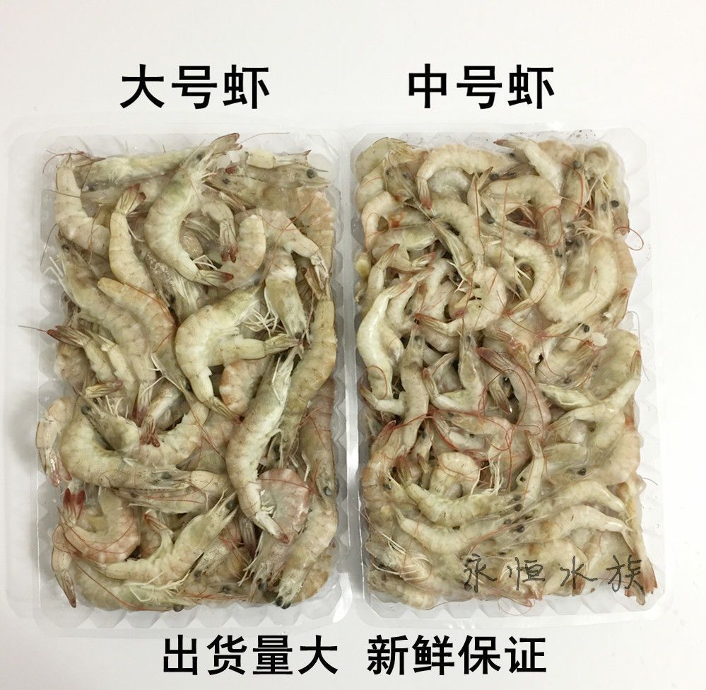 小河蝦跟蝦段哪個(gè)適合龍魚(yú)（小河蝦可以作為龍魚(yú)的合適食物嗎？）