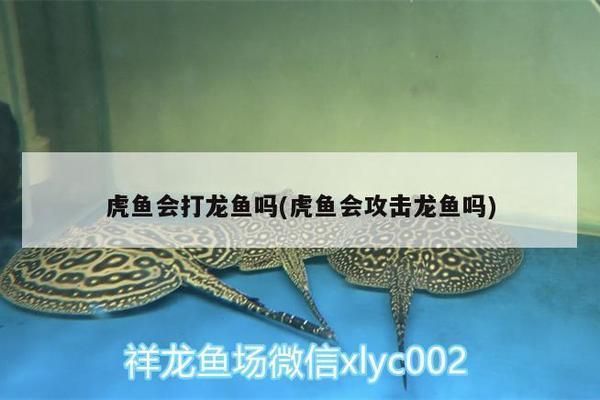 龍魚和虎魚打架誰會贏：龍魚和虎魚打架的結果可能取決于多種因素
