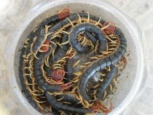 龍魚吃蜈蚣為什么有霧氣的感覺：當龍魚吃蜈蚣時，可能會給人一種霧氣的感覺