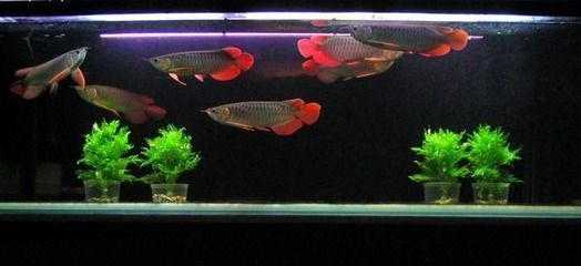 龍魚咋樣：龍魚是一種美麗且受歡迎的觀賞魚類