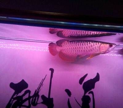 網(wǎng)上金龍魚為什么便宜（占領(lǐng)市場(chǎng)份額需求）