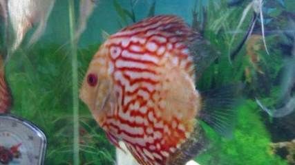 網(wǎng)上金龍魚為什么便宜（占領(lǐng)市場(chǎng)份額需求）