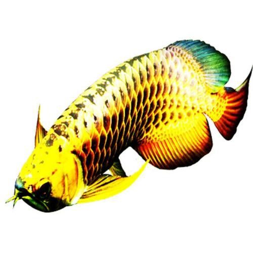 有沒有高清的藍底金龍魚生長過程圖片？