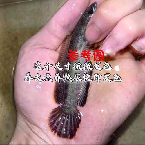 有沒有高清的藍底金龍魚生長過程圖片？