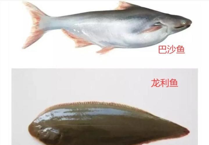 龍利魚和巴沙魚圖片