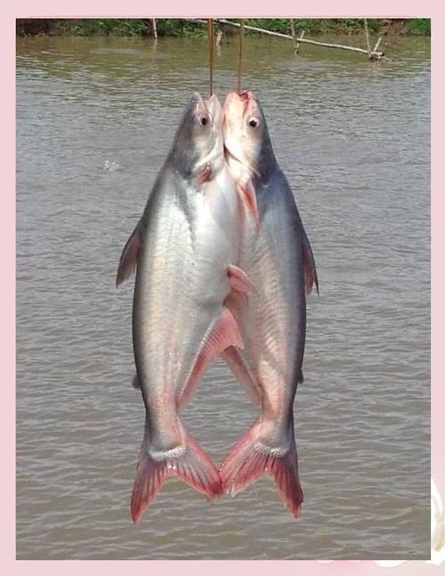 龍利魚和巴沙魚圖片