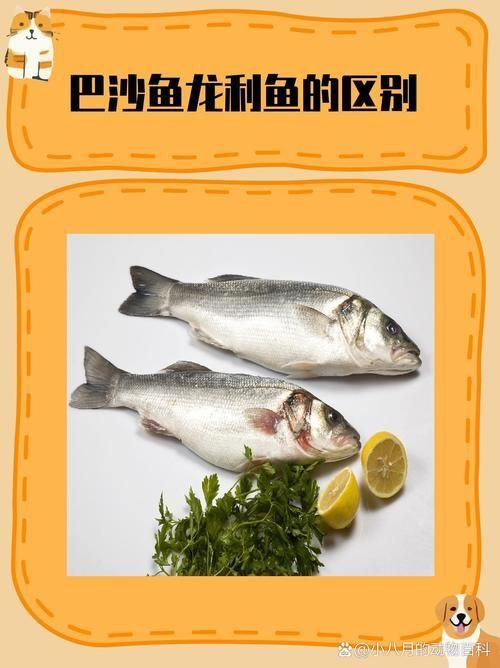 龍利魚和巴沙魚圖片