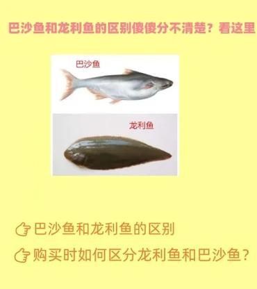 龍利魚和巴沙魚圖片
