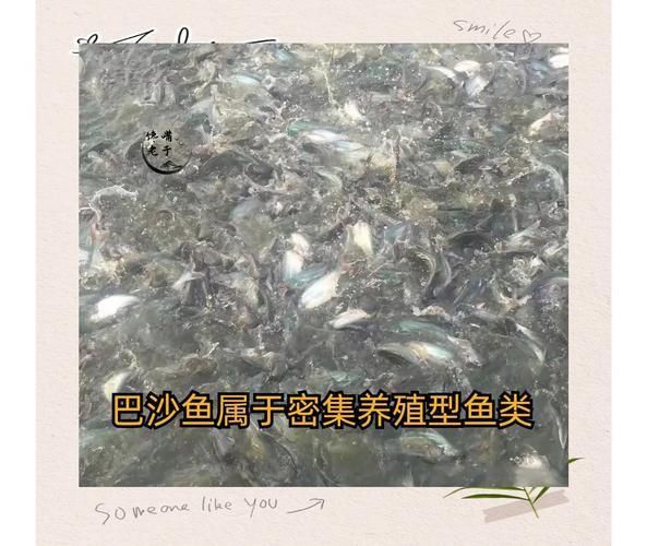 龍利魚和巴沙魚圖片