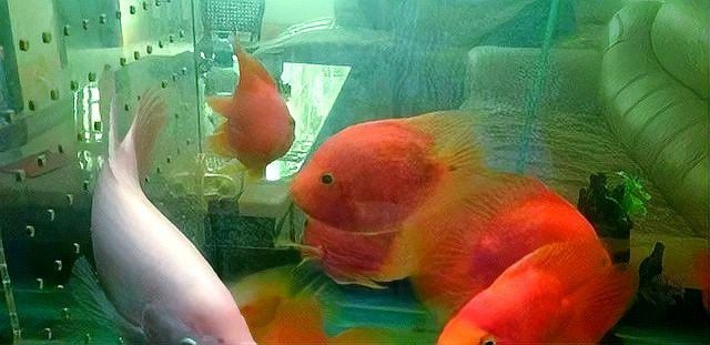 金龍魚可以跟鸚鵡混養嗎
