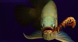 金龍魚可以跟鸚鵡混養嗎