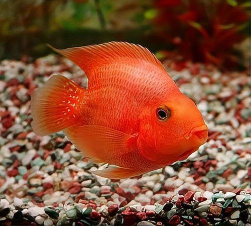 金龍魚可以跟鸚鵡混養嗎