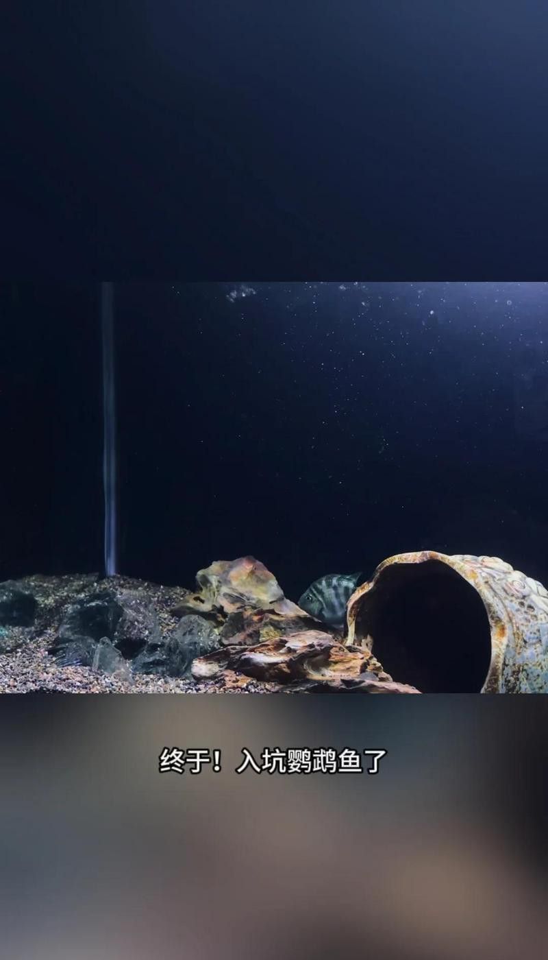 金龍魚可以跟鸚鵡混養嗎