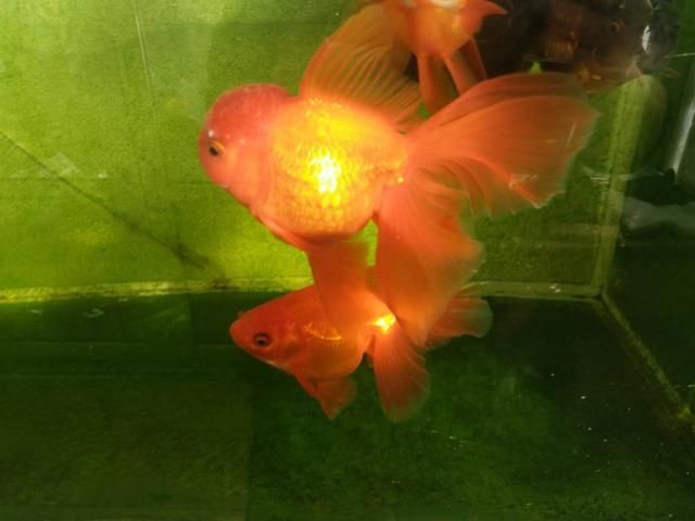 龍魚用什么燈光照射：提高觀賞價值,龍魚用什么燈光照射