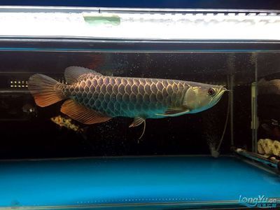 古典龍魚價格表：古典龍魚價格表對不起我無法提供古典龍魚的最新價格表