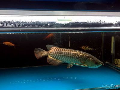 古典龍魚價格表：古典龍魚價格表對不起我無法提供古典龍魚的最新價格表