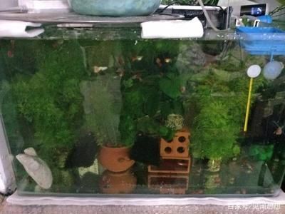 魚缸怎么開缸養(yǎng)水 新手必看（如何選擇合適的闖缸魚？）