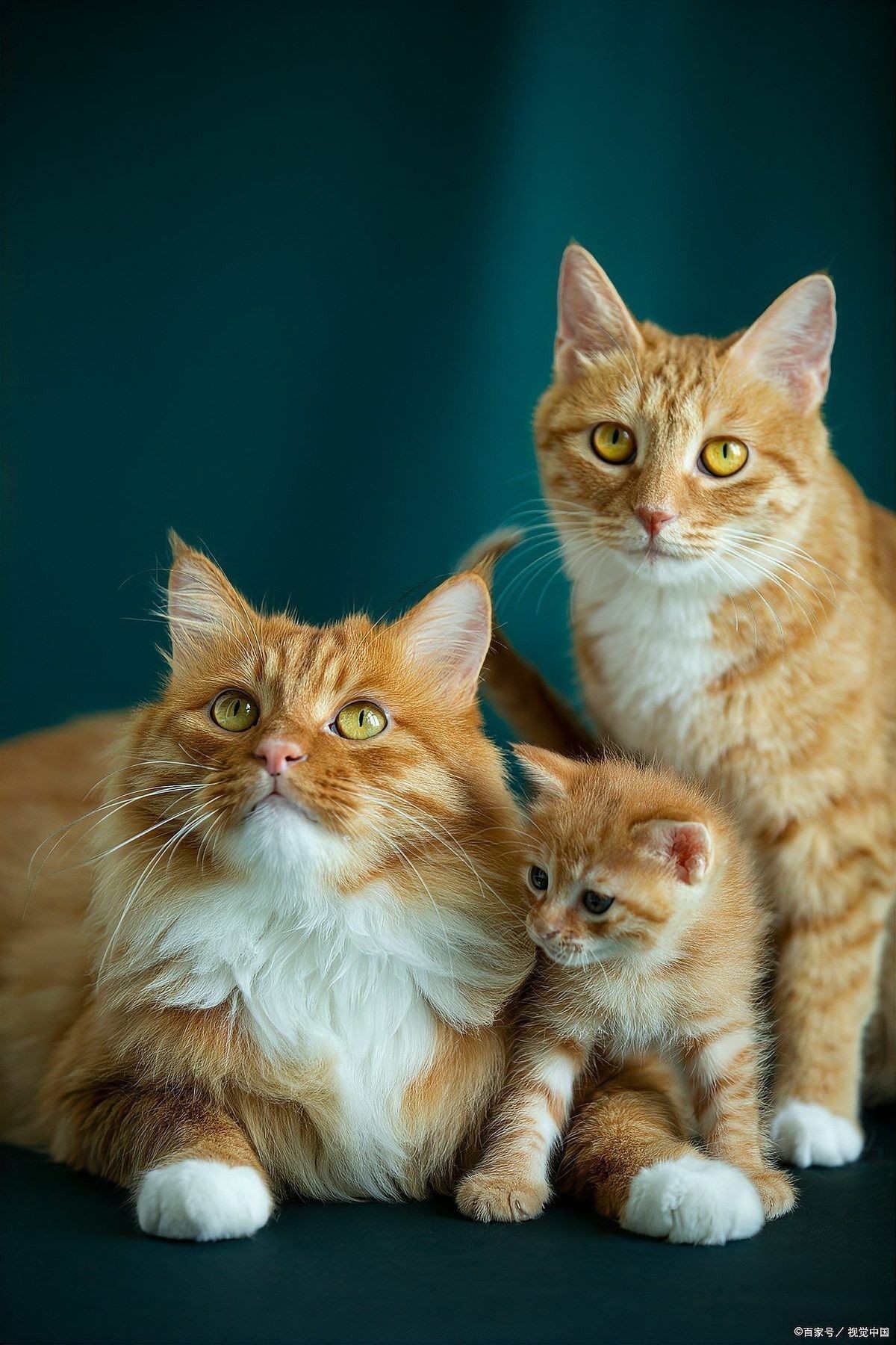 龍貓合籠后還會打架嗎？