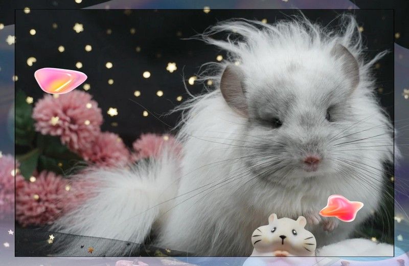 龍貓合籠后還會打架嗎？