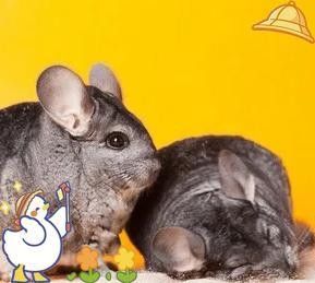 龍貓合籠后還會打架嗎？