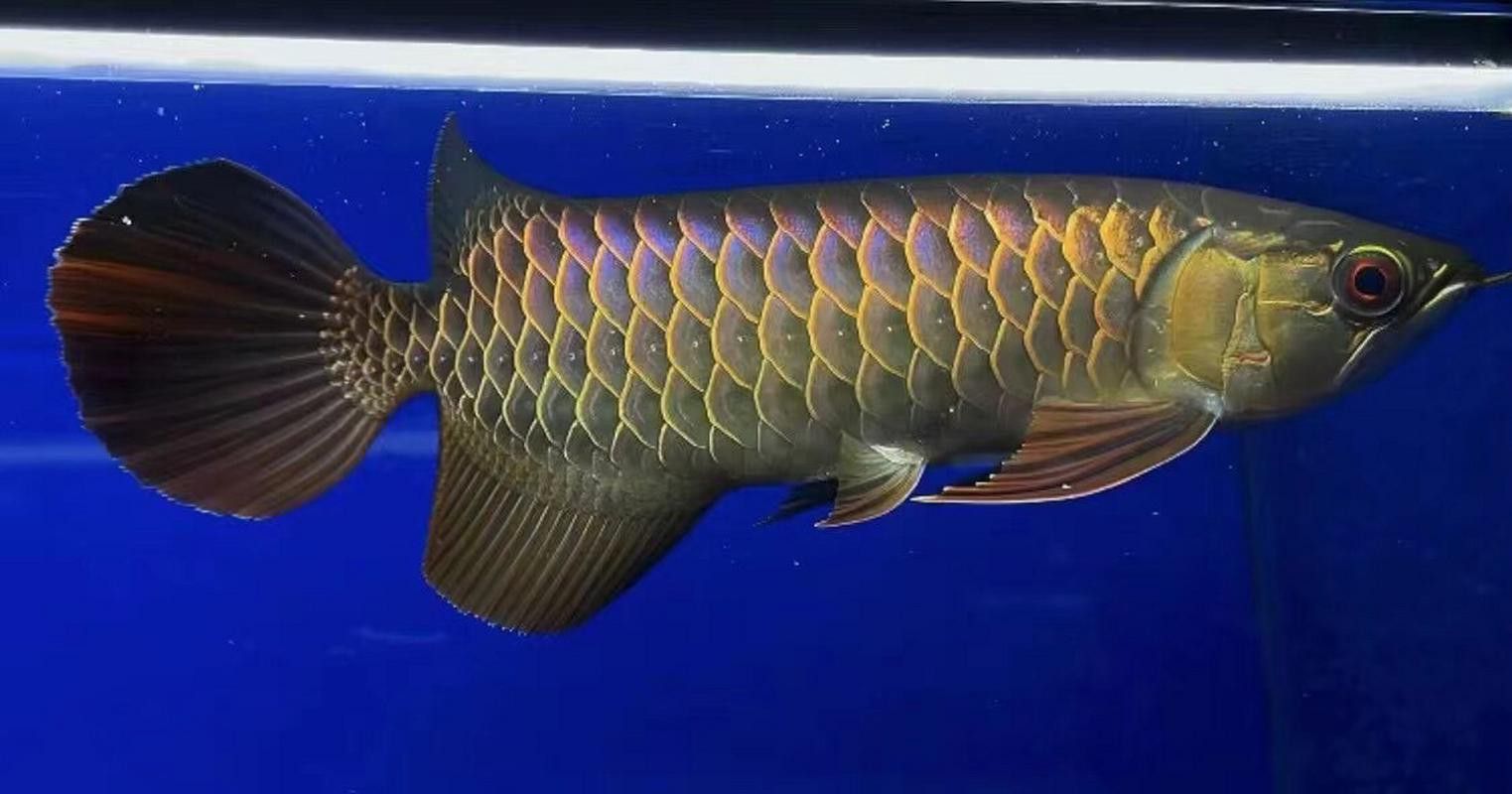 金底過背金龍魚圖片大全高清圖