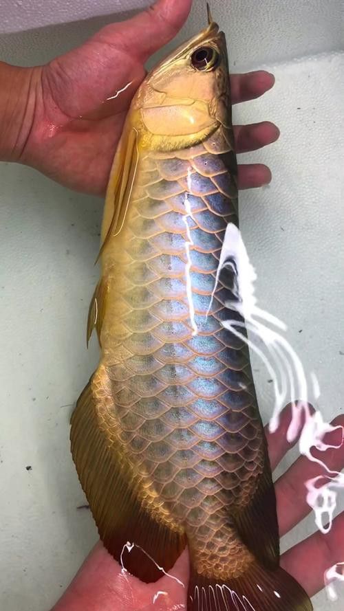 金底過背金龍魚圖片大全高清圖