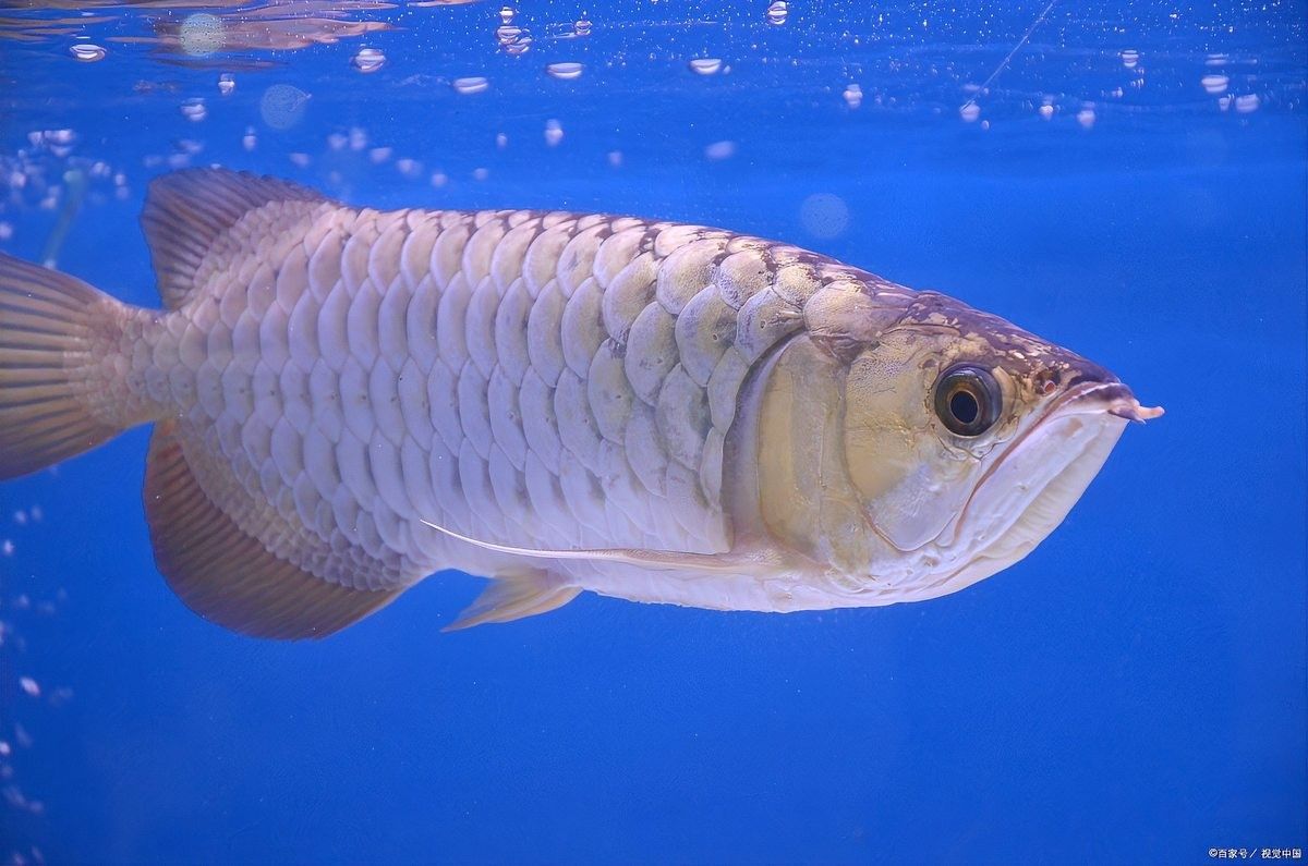 銀龍魚繁殖季節(jié)