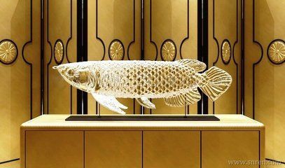 金龍魚地址在哪：金龍魚產(chǎn)品種有哪些