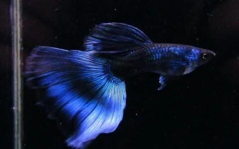 龍魚缸晚上關燈嗎好嗎：龍魚缸是否應該在晚上關燈？