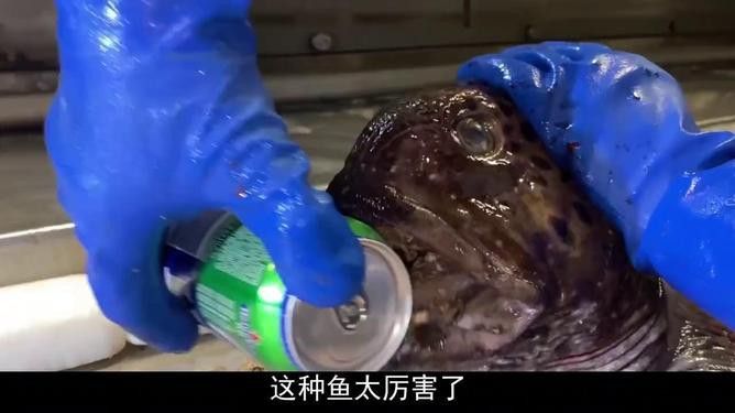 最大龍魚視頻在線觀看