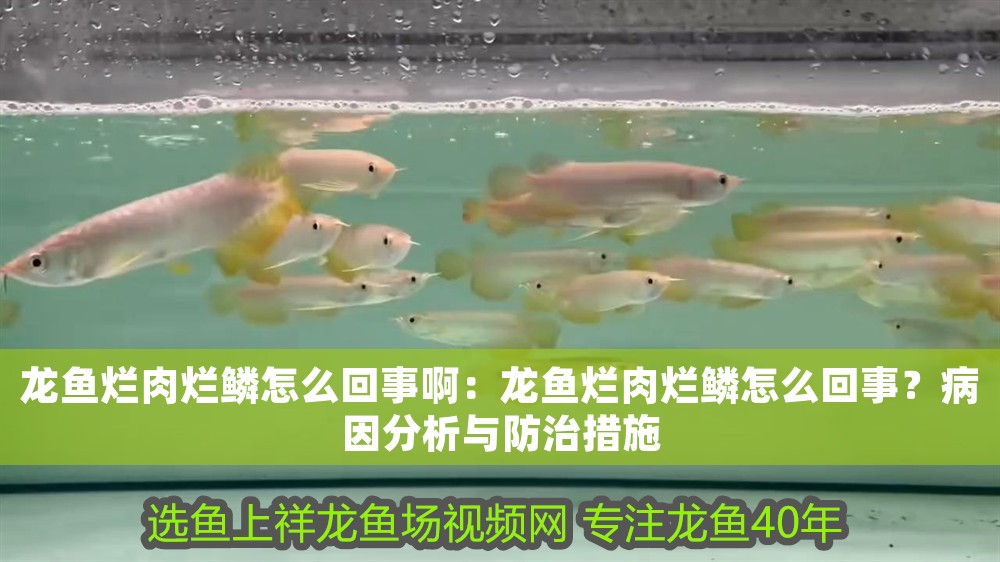 龍魚(yú)爛肉爛鱗怎么回事啊：龍魚(yú)爛肉爛鱗怎么回事？病因分析與防治措施
