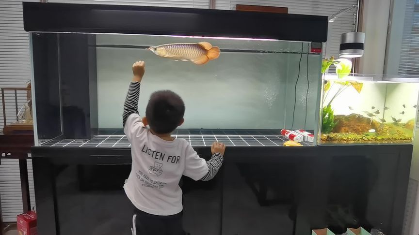 龍魚生長過程觀察日記怎么寫：如何撰寫龍魚生長過程觀察日記 龍魚生長過程觀察日記怎么寫：如何撰寫龍魚生長過程觀察日記 龍魚百科 第2張