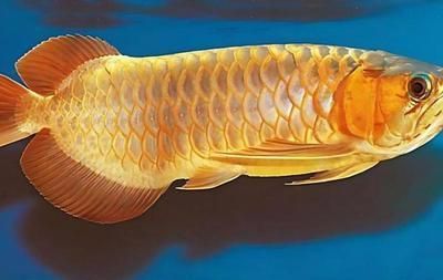 龍魚有幾個(gè)檔次（龍魚的檔次劃分）
