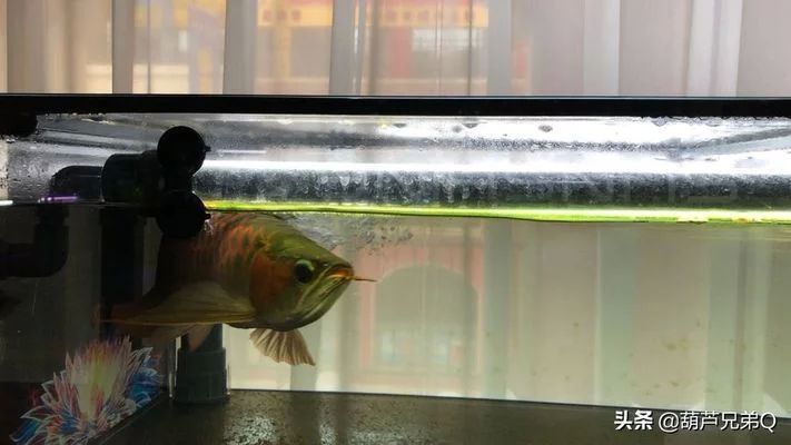 龍魚掉眼手術后多久可以恢復視力了：龍魚掉眼手術后多久可以恢復視力
