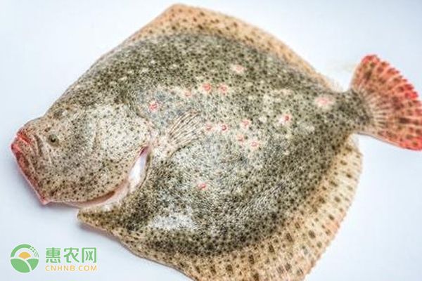 寶石魚混養疾病防控措施：寶石魚混養常見疾病預防