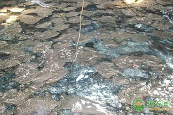 寶石魚混養疾病防控措施：寶石魚混養常見疾病預防