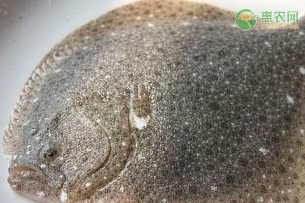 寶石魚混養疾病防控措施：寶石魚混養常見疾病預防