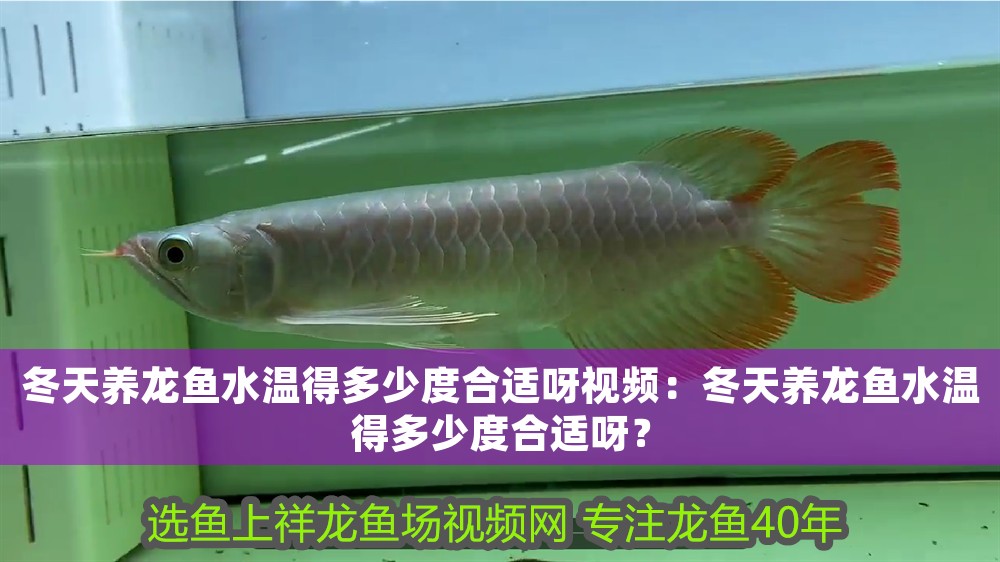 冬天養龍魚水溫得多少度合適呀視頻：冬天養龍魚水溫得多少度合適呀？